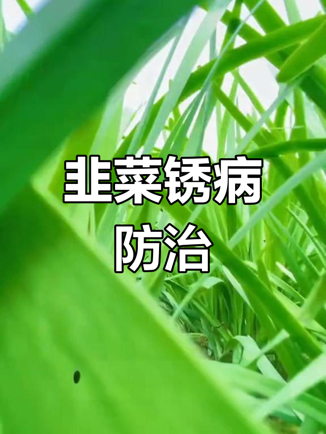 韭菜锈病防治全攻略