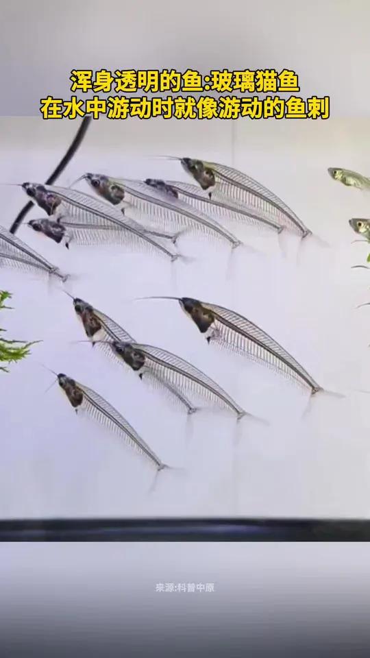 浑身透明的鱼:玻璃猫鱼,在水中游动时就像游动的鱼刺。今日国土科普 玻璃猫鱼