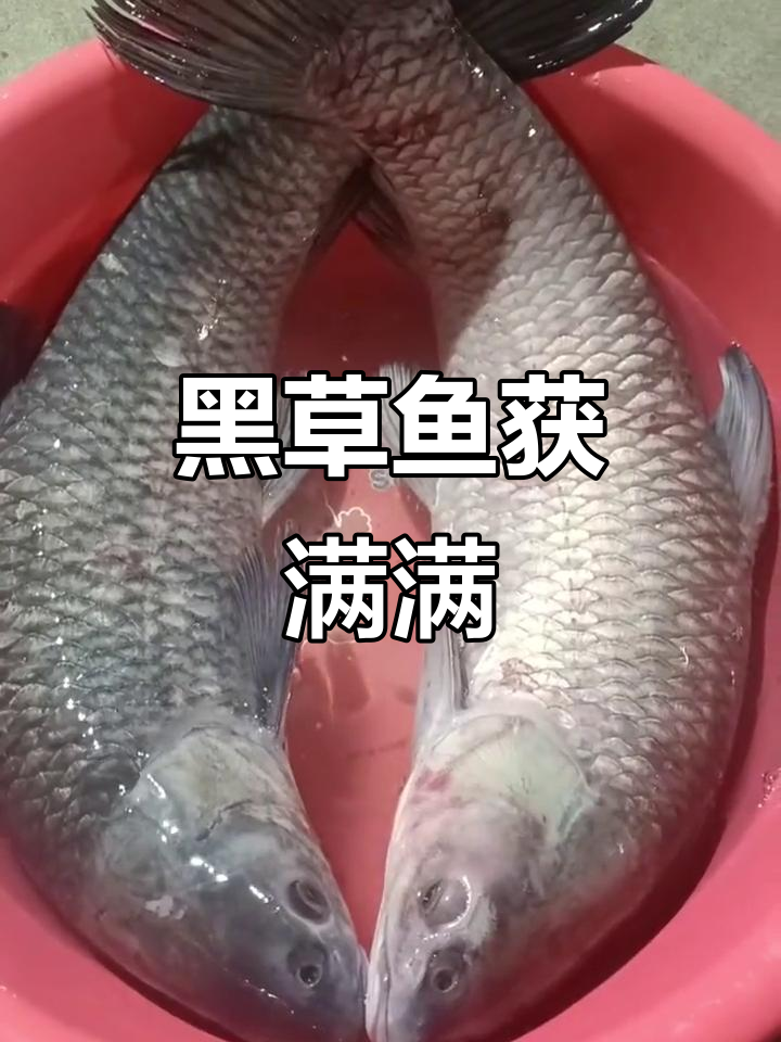 辛苦钓到的黑草鱼，心情大好！