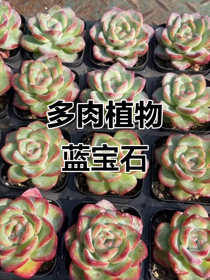 蓝宝石多肉植物,雨滴老桩与泡芙的完美结合