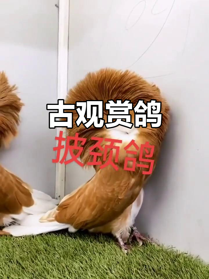 占领鸽,古老观赏品种,独特魅力令人陶醉