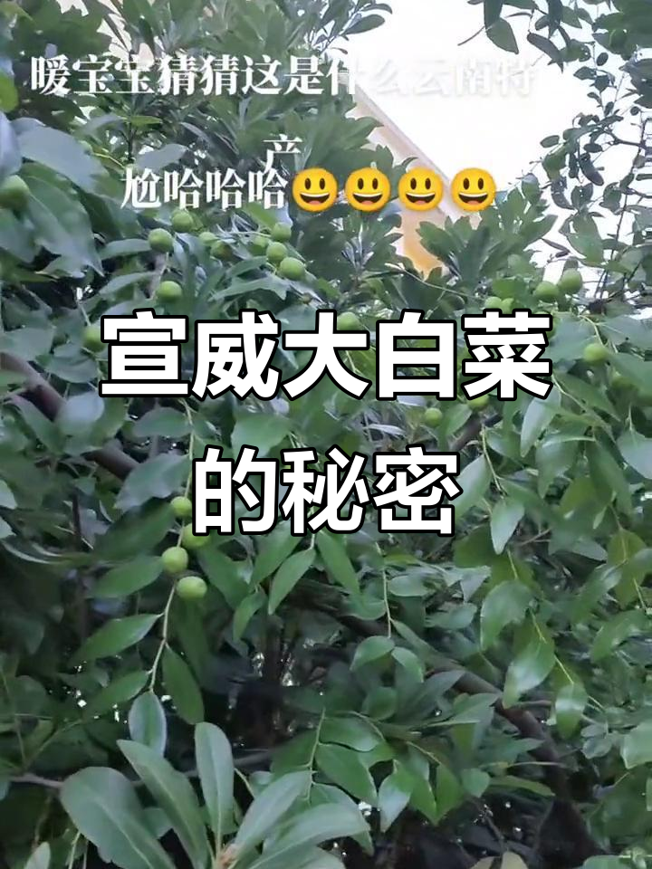 宣威大白菜的神奇功效,吃了让人变聪明、健康又快乐