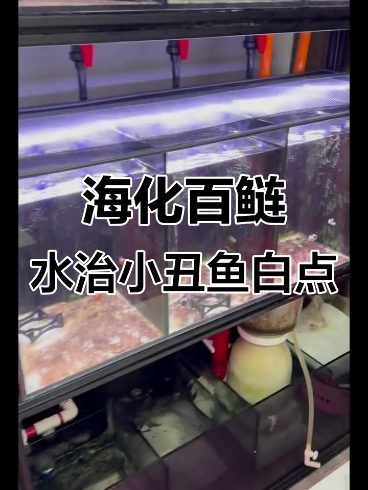小丑鱼白点病治疗全攻略:海化百鲢水与滤材排空技巧