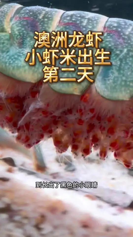 澳洲龙虾虾宝宝出生第二天孵化小虾澳洲龙虾虾宝宝养鱼日记上热门