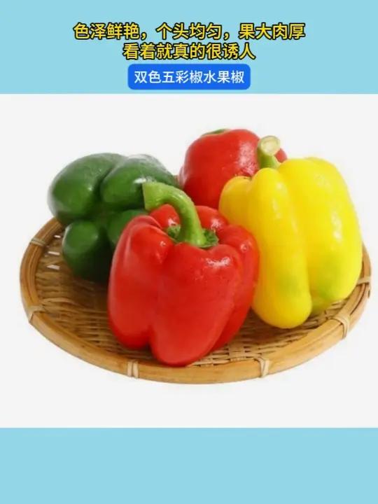 挑战现在开始 五彩水果椒加鸡蛋!口口爆汁!脆甜多汁的 水果辣椒满满的维c比水果好吃还营养!