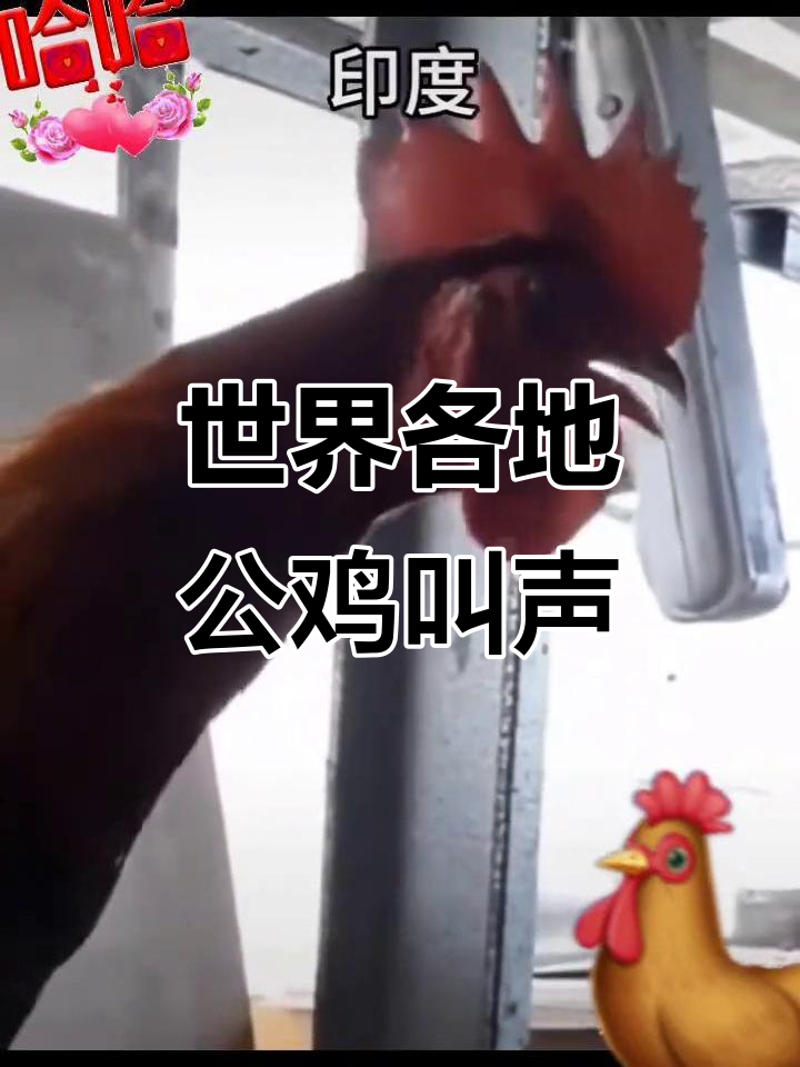 各国公鸡打鸣大比拼，听听不同国家的“闹钟铃声”