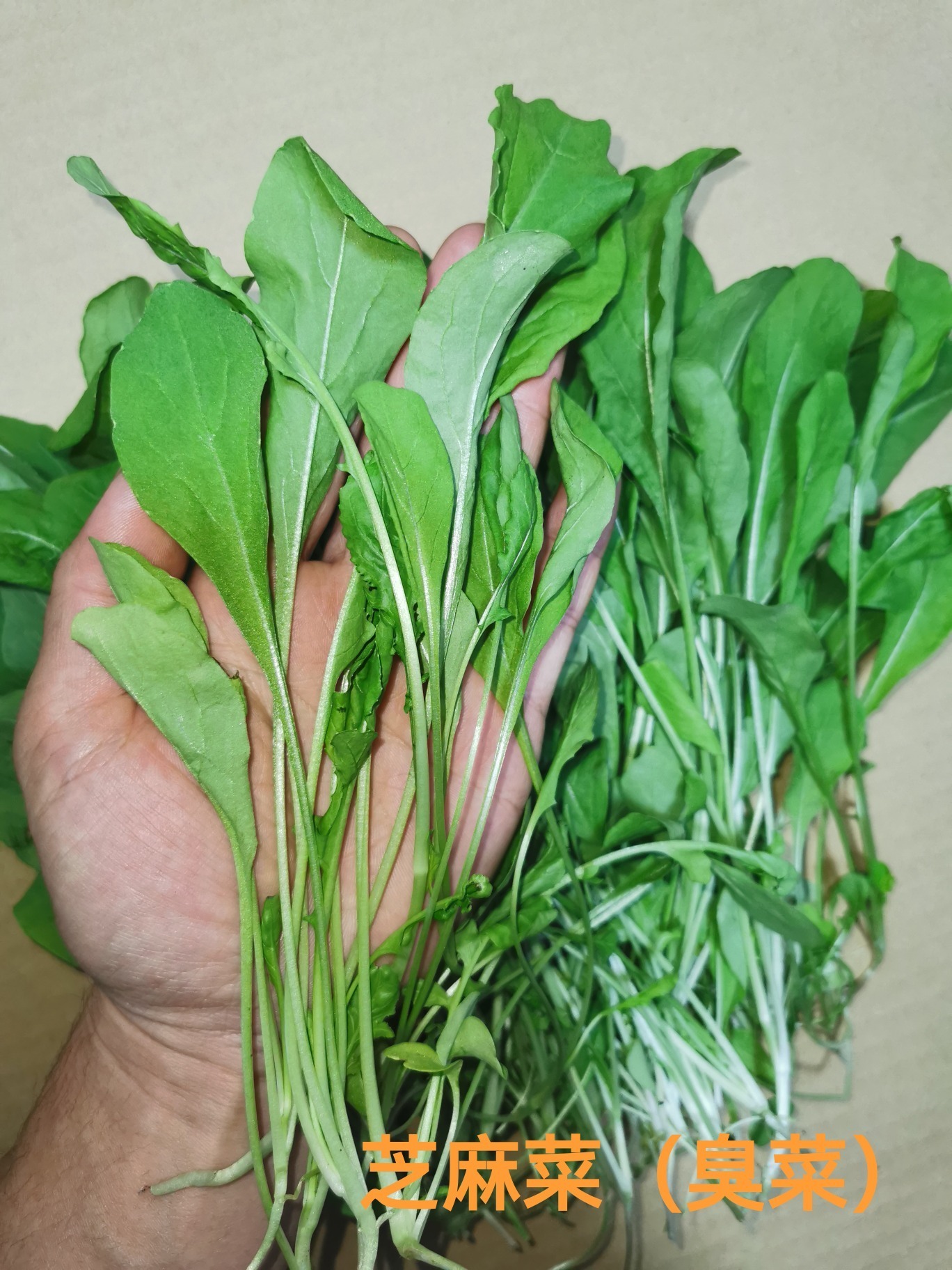 芝麻菜(东北臭菜)长好啦～