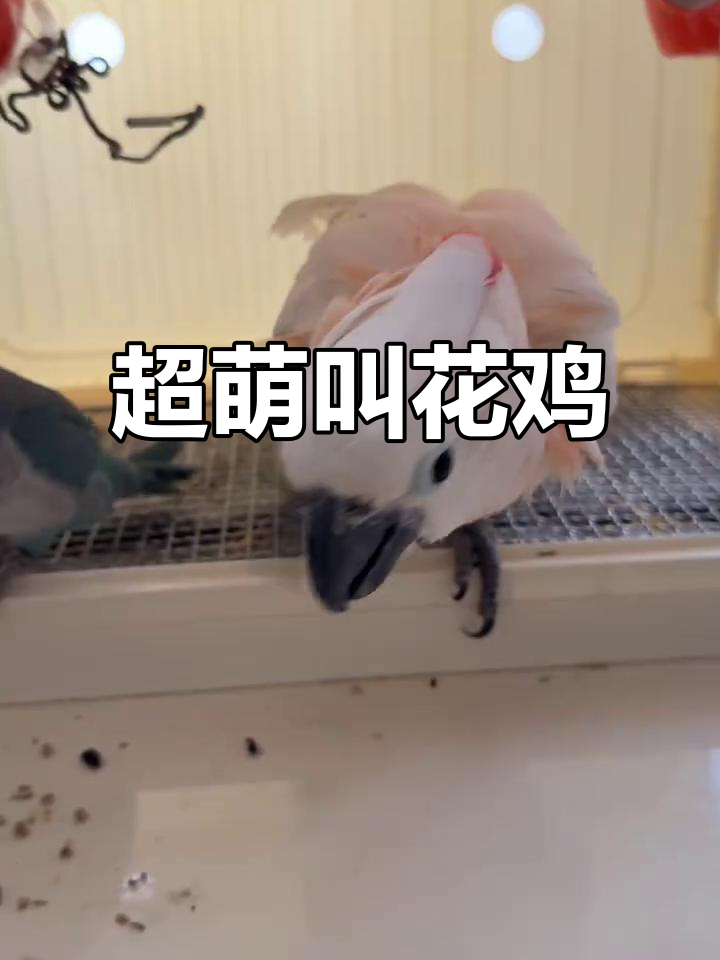 叫花鸡太可爱了,握手、吃西瓜,萌翻了!