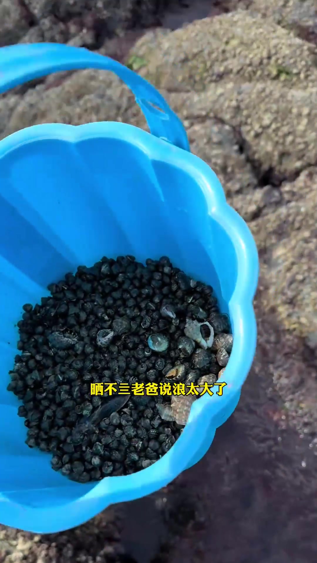 海岛当季的红毛菜撞上新晒的蚬子干,猜猜又能擦出什么样的火花