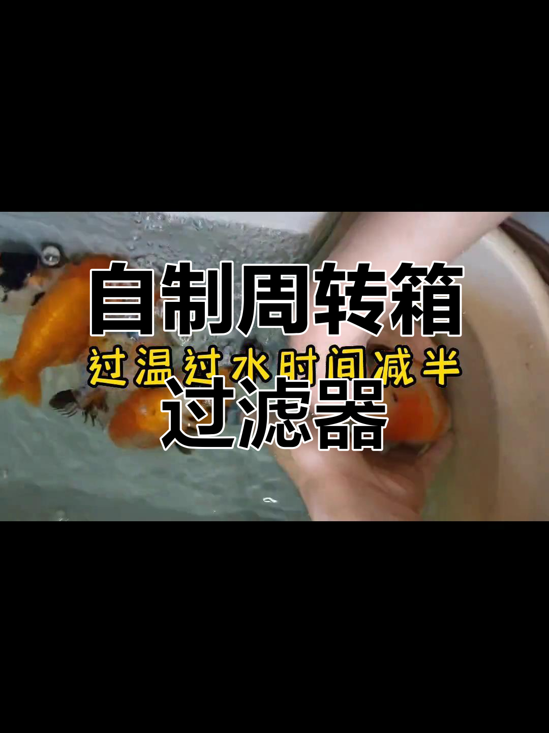 阳台兰寿养殖日记:从零开始,挑战周转箱过滤系统