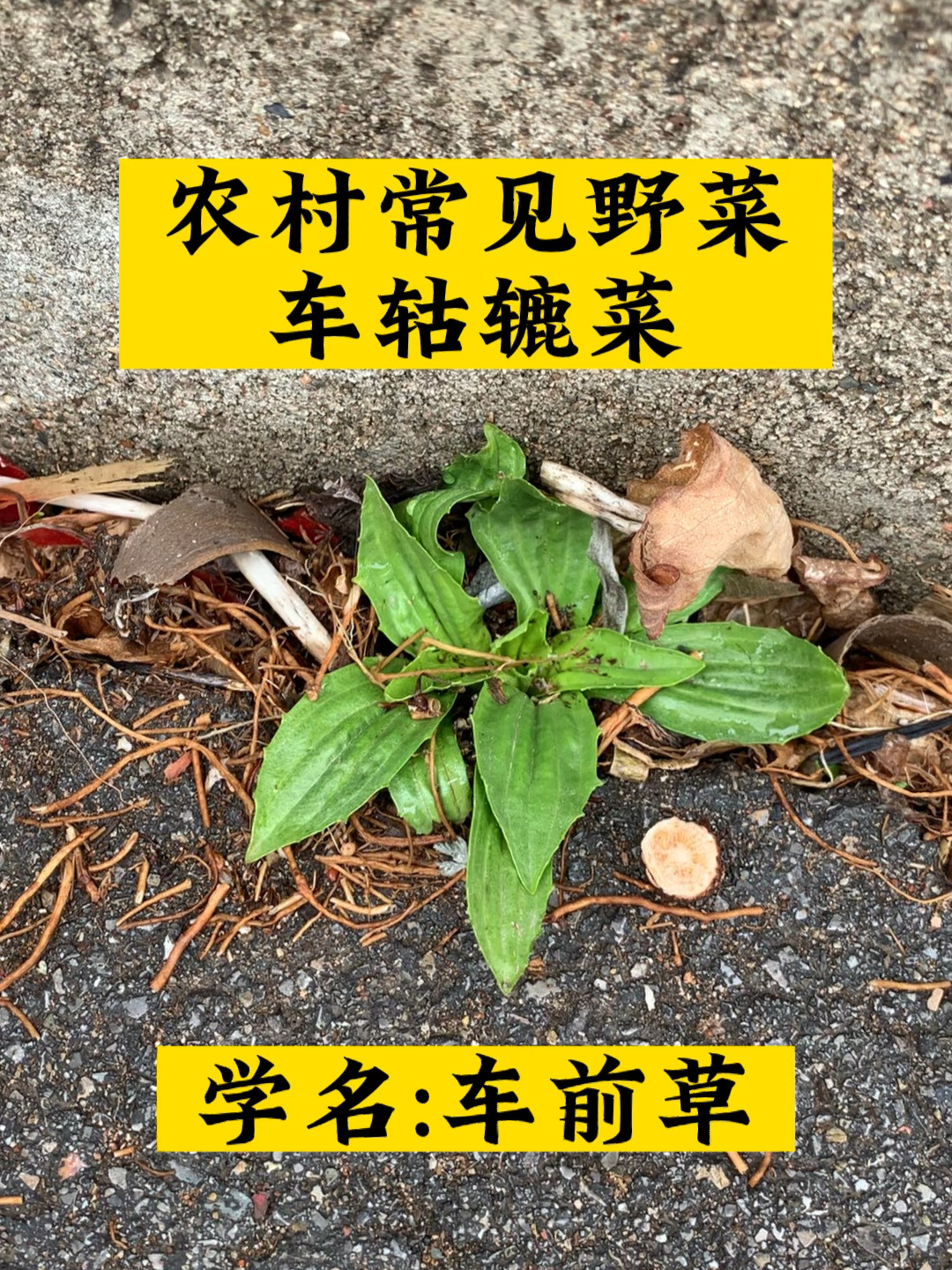 农村常见野菜,车轱辘菜!
