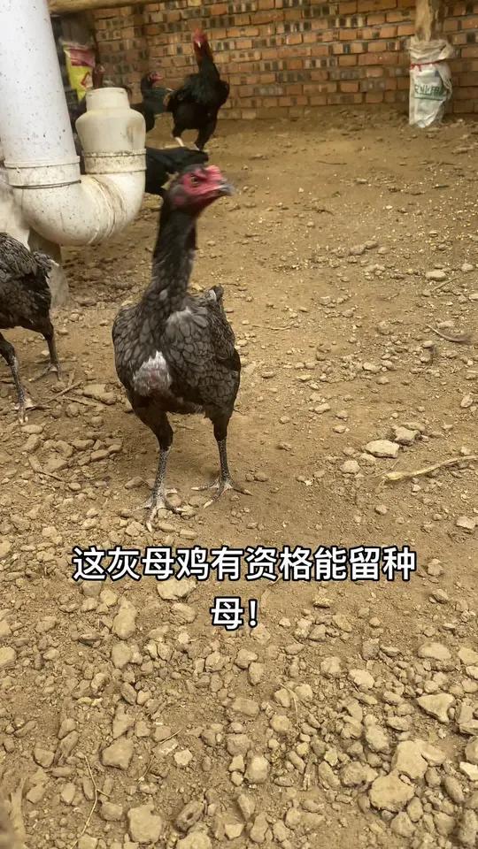 这灰母鸡有资格能留种母!