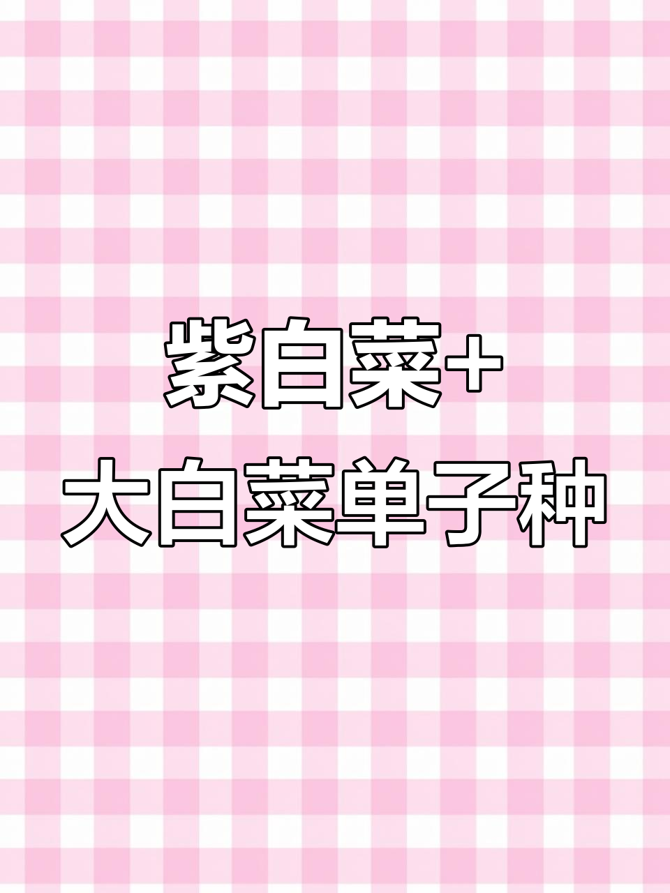 一包种子种出两种白菜,紫白菜与大白菜一网打尽