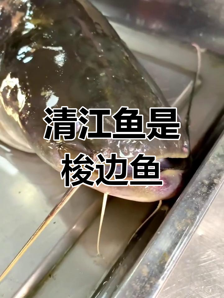 宁鱼与梭边鱼的差异解析