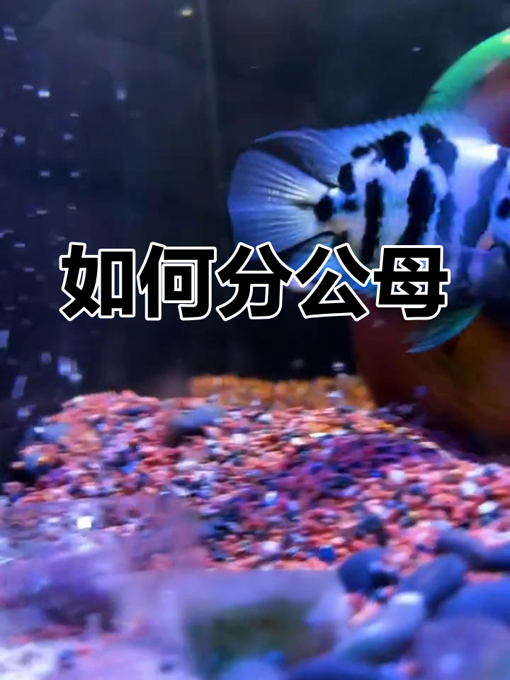 迷你鹦鹉鱼性别辨别技巧