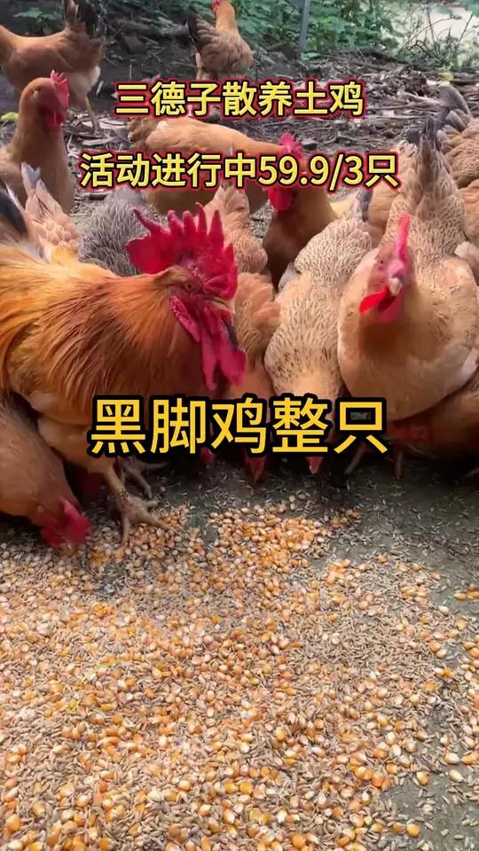 三德子散养生态土鸡发三只公鸡土鸡好吃到停不下来快来一起尝个鲜大口吃肉