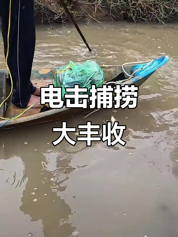 越南渔民利用电鱼装置,轻松捕获大量鱼类