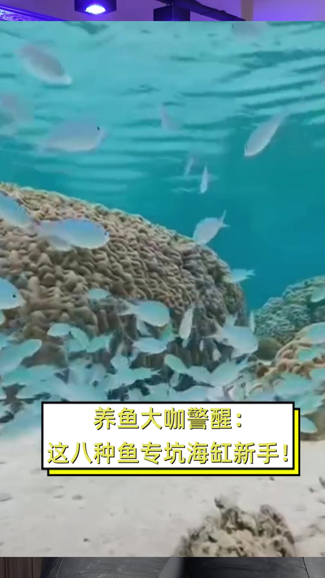养鱼大咖警醒:这八种鱼专坑海缸新手!