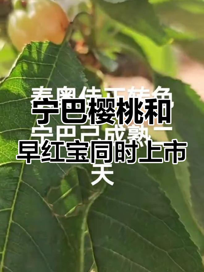 宁巴樱桃与本地早红宝石同期上市,品质如何?