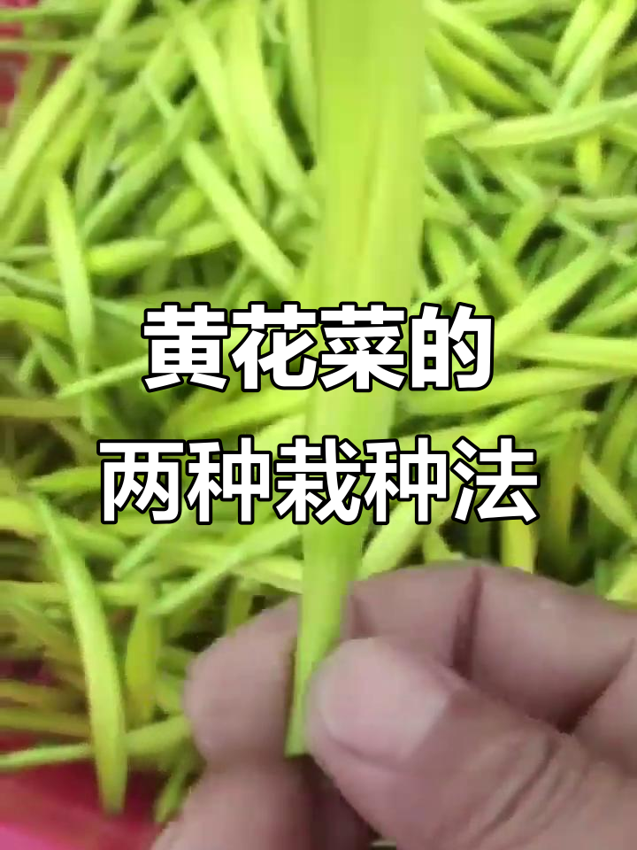 黄花菜种植两种方法,哪种更高效?