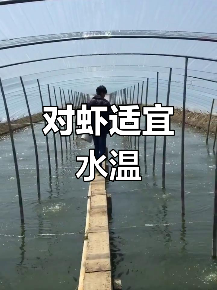 南美白对虾生长最佳温度为27-30℃,低温影响健康与食欲