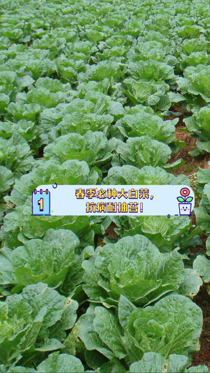 春季必种大白菜,抗病耐抽苔!
