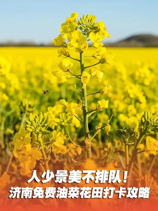 济南槐荫区席家庄村和东郊龙山平陵古城这两处油菜花田迎来盛放期,吸引众多游客前往游赏