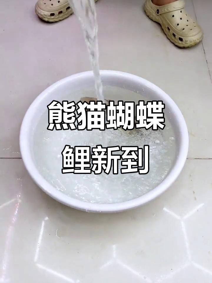 新鱼入缸,熊猫蝴蝶鲤状态超好!