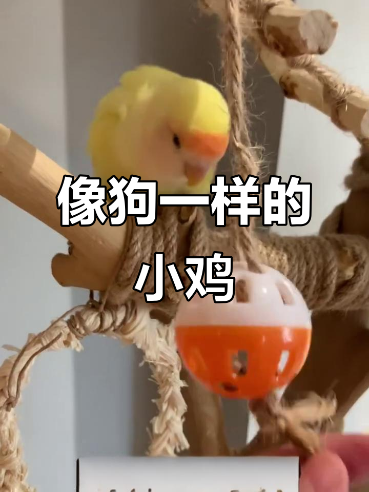 小鸡粘人如狗狗，睡觉也能预判你的衣服