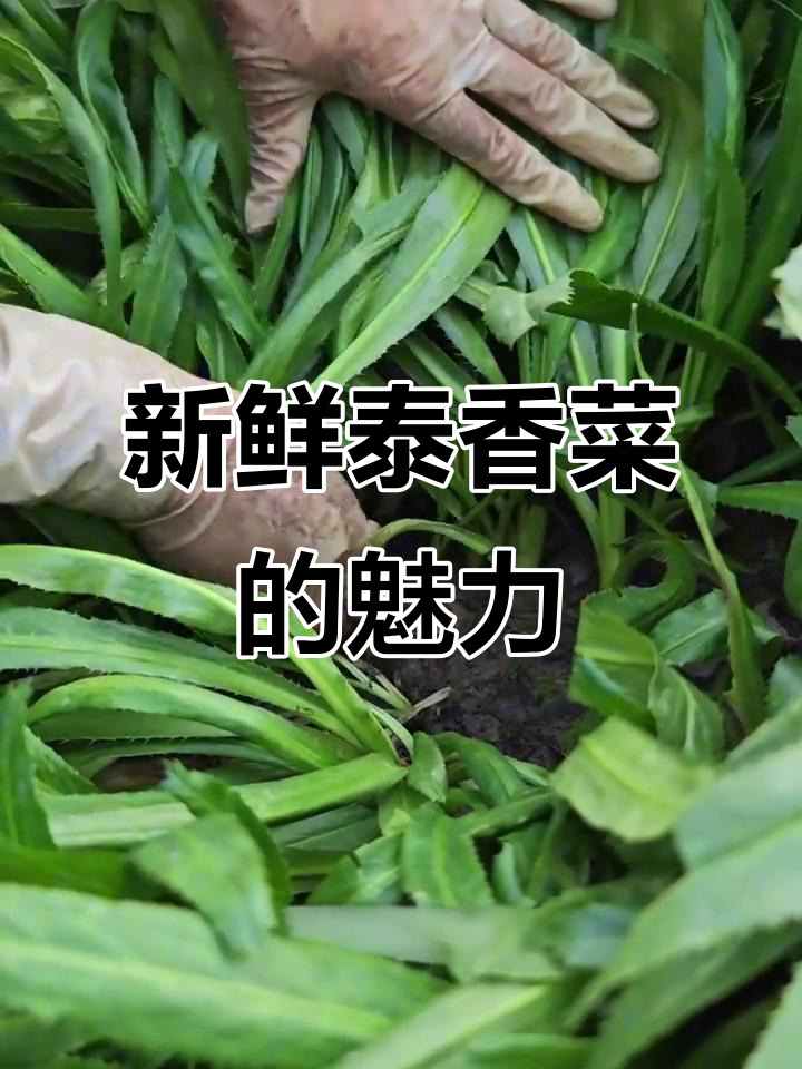 新鲜拔的泰国香菜,根须带泥,香气扑鼻