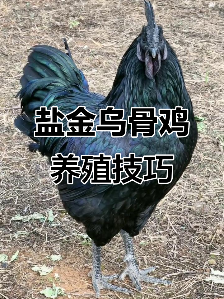 高纯度乌骨鸡,六斤公母皆可养