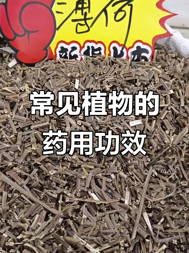 草药专场:这些常见植物竟是良药,了解它们的药用价值