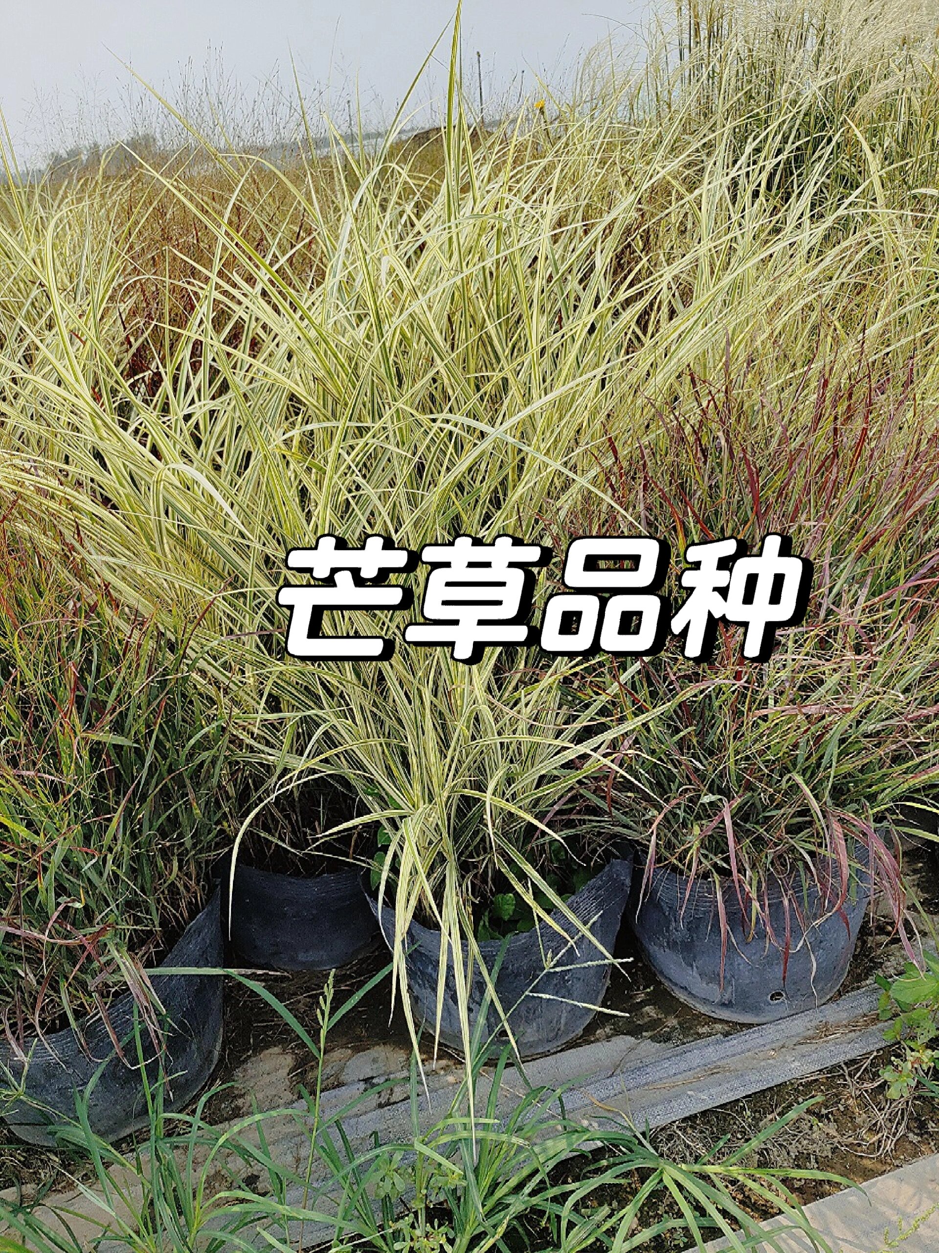 芒草品种介绍