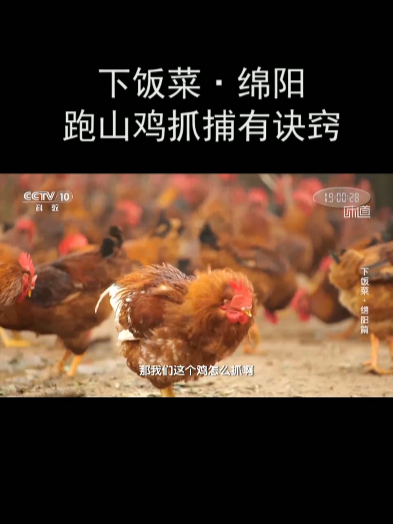 下饭菜·绵阳 跑山鸡抓捕有诀窍