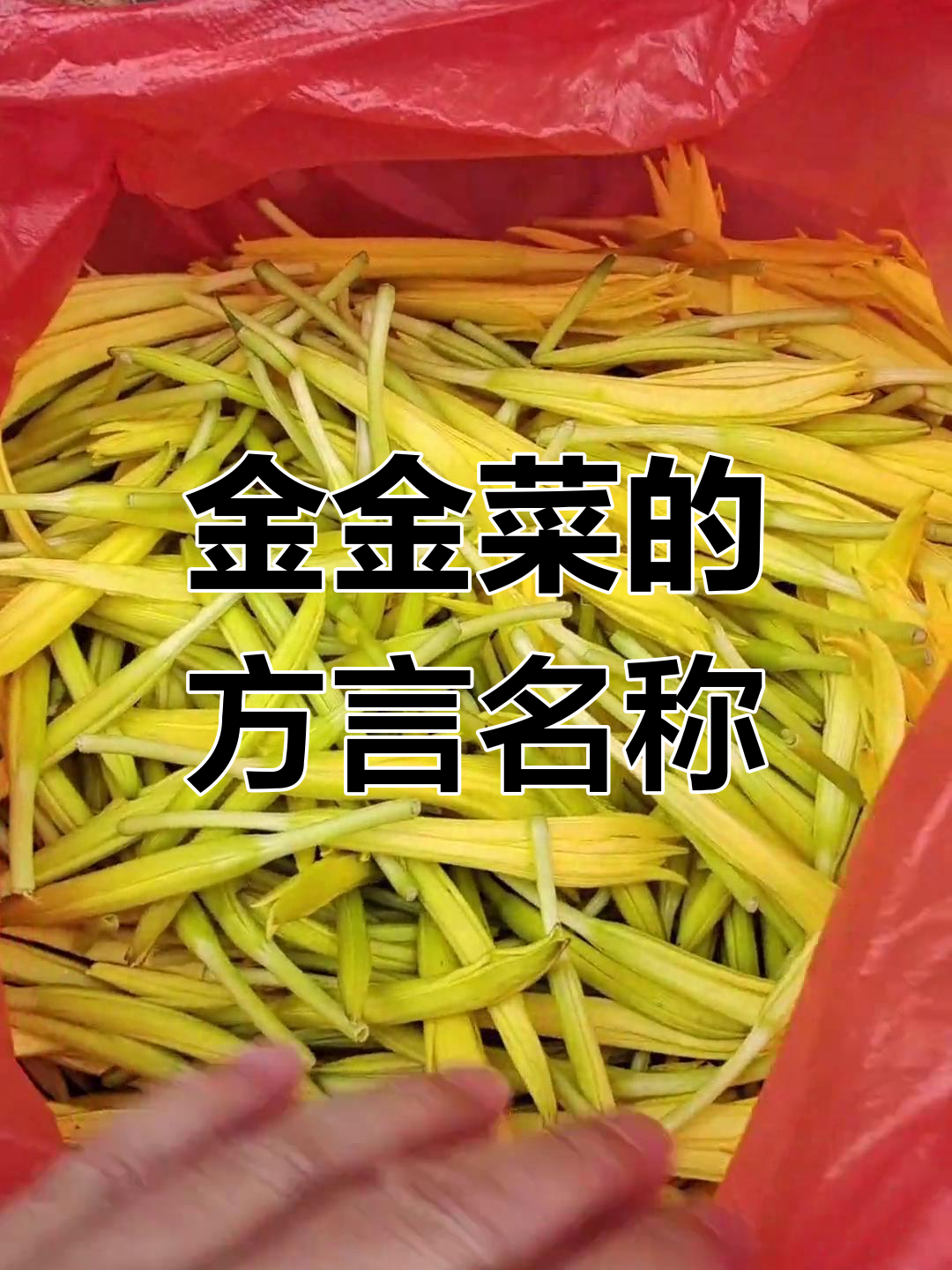 土话叫金金菜,你家乡怎么称呼?
