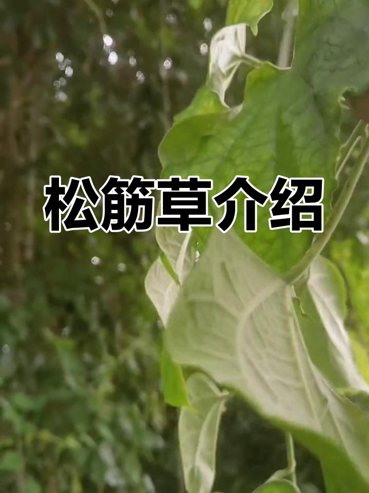 松筋草的神奇功效与采摘技巧