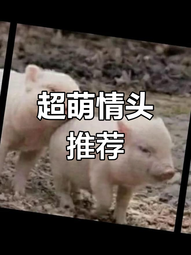 可爱的猪拱猪情侣头像