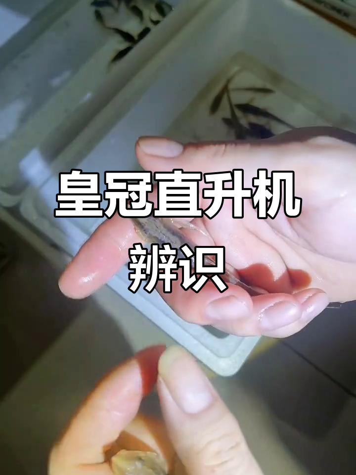 皇冠直升机揭秘:公母辨别,细节全解析