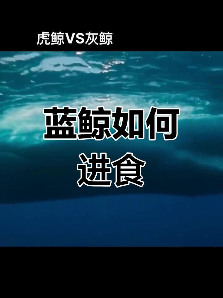 蓝鲸的惊人食量与过滤机制