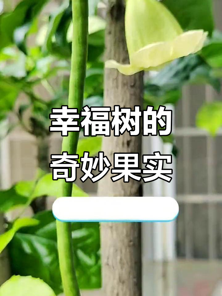 幸福树花开美丽,果实似豇豆,令人惊艳