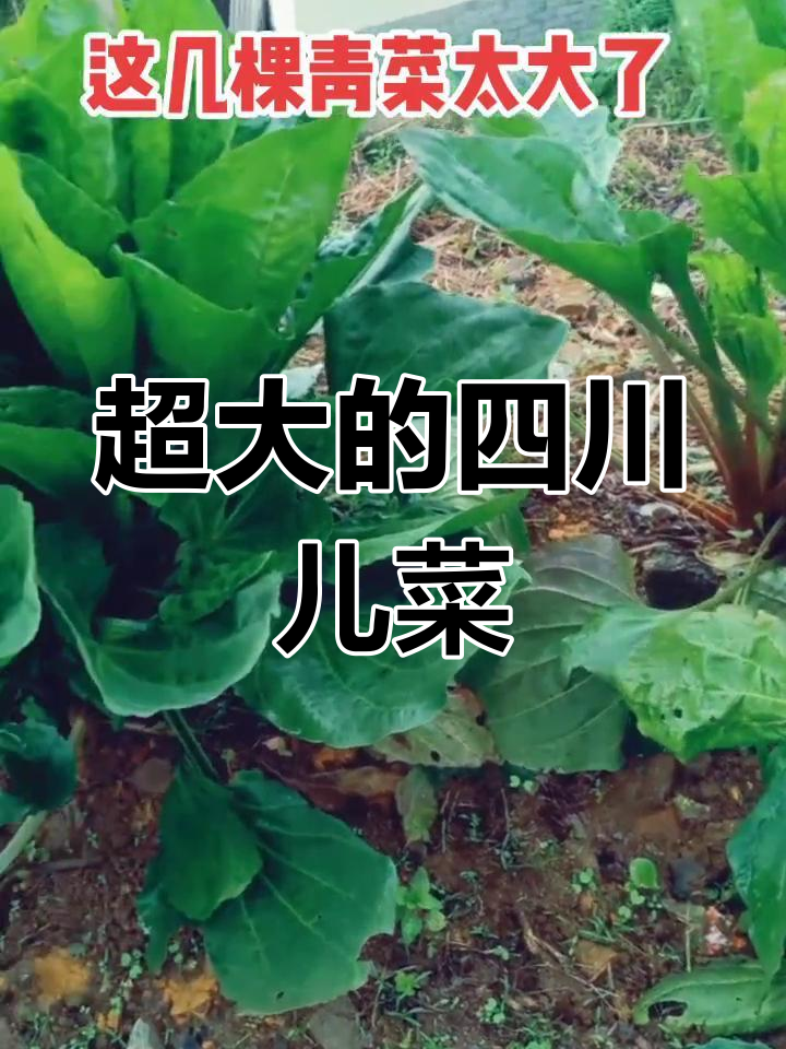 四川儿菜大揭秘,见过这么大的青菜吗?