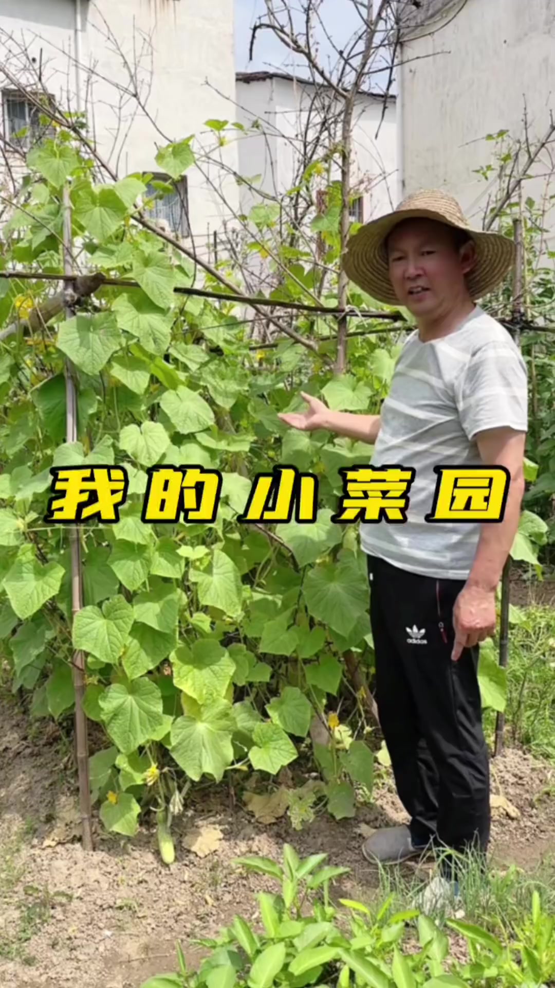 自己种的纯天然绿色蔬菜、水果，多到根本吃不完