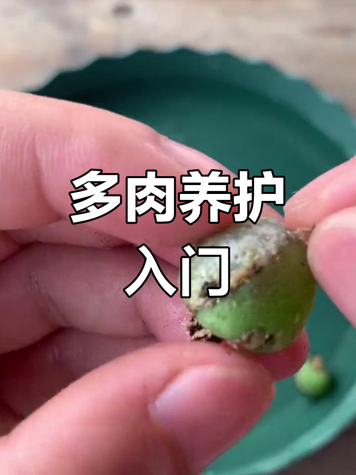学会种植肉锥多肉的技巧