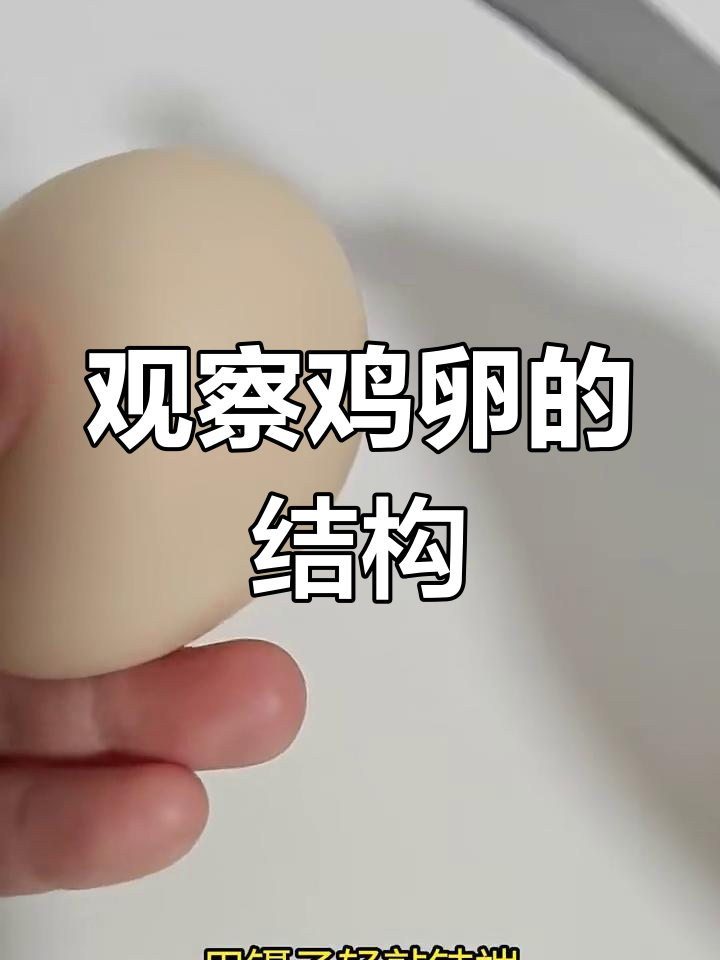 揭秘鸡卵内部结构,一步步揭开鸡蛋的奥秘