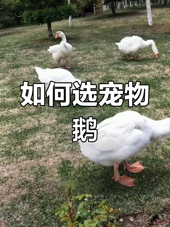 鹅的品种与选择指南:适合养殖和宠物的最佳选择
