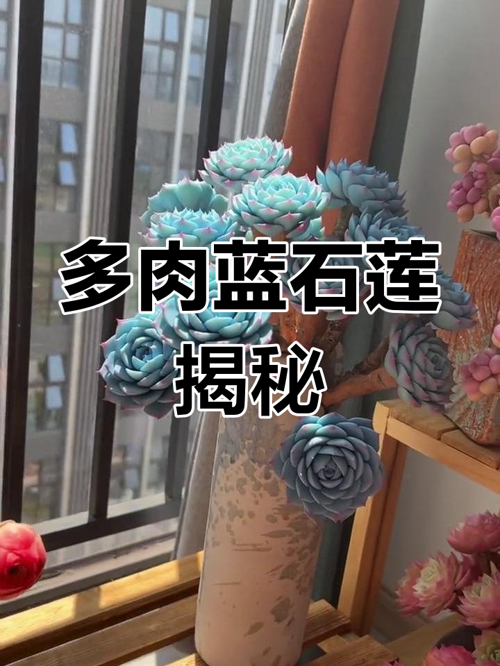 蓝石莲:一种独特的多肉植物,美丽又神秘
