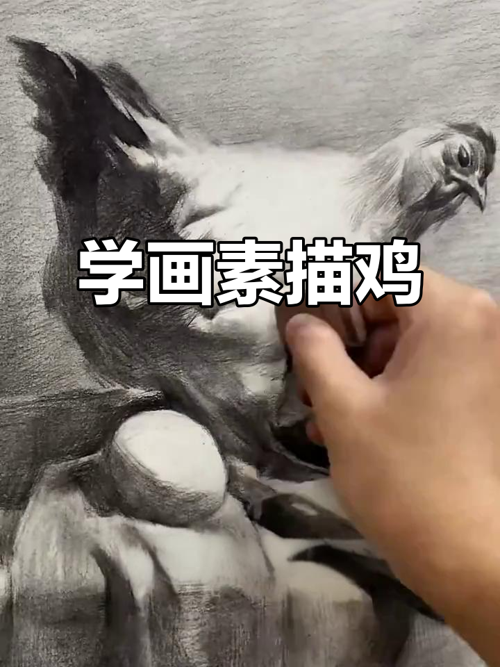 素描鸡的步骤与技巧,轻松掌握明暗关系