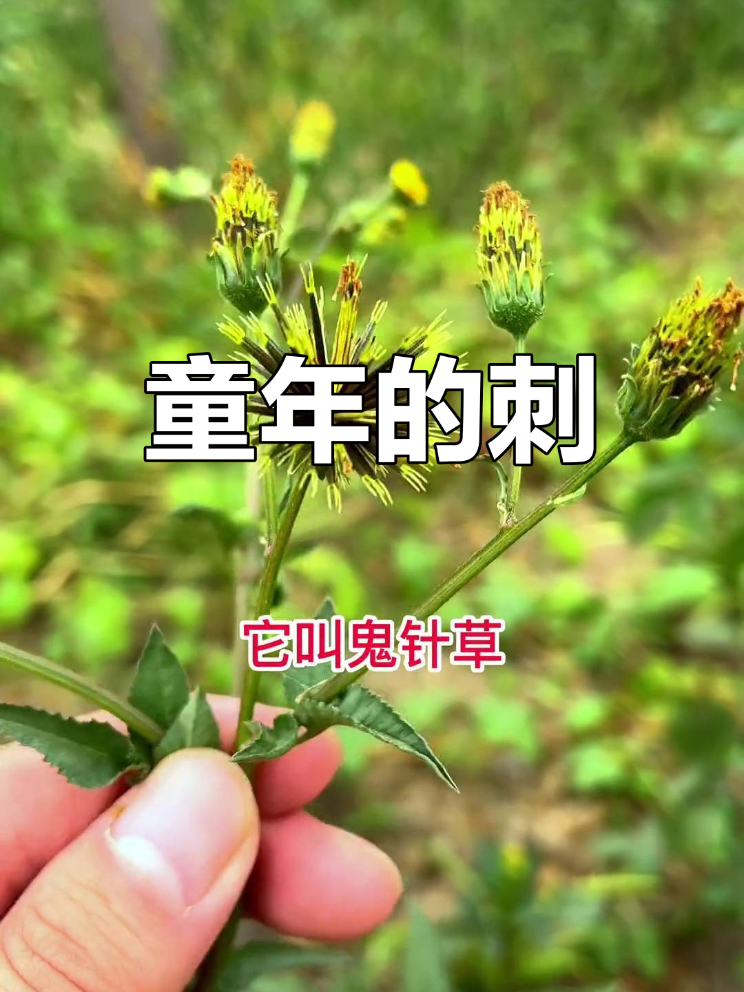 童年最讨厌的鬼针草,你有什么特别的称呼吗?