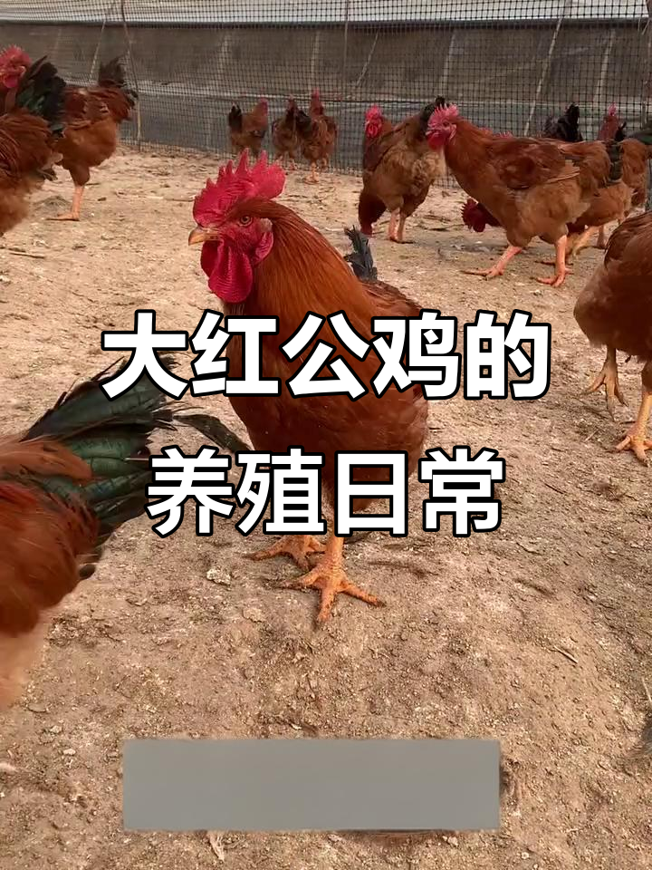柳沟鸡娃养殖基地:大红公鸡的日常,养鸡人必看!