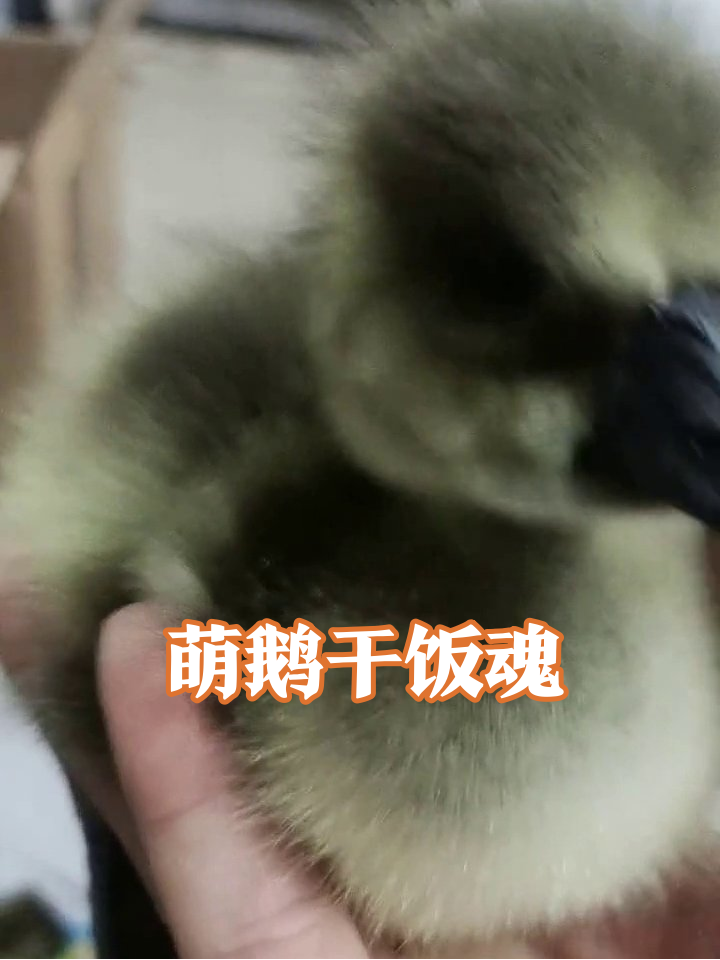 干饭鹅秒变粘人精!毛茸茸蹭手心萌化了